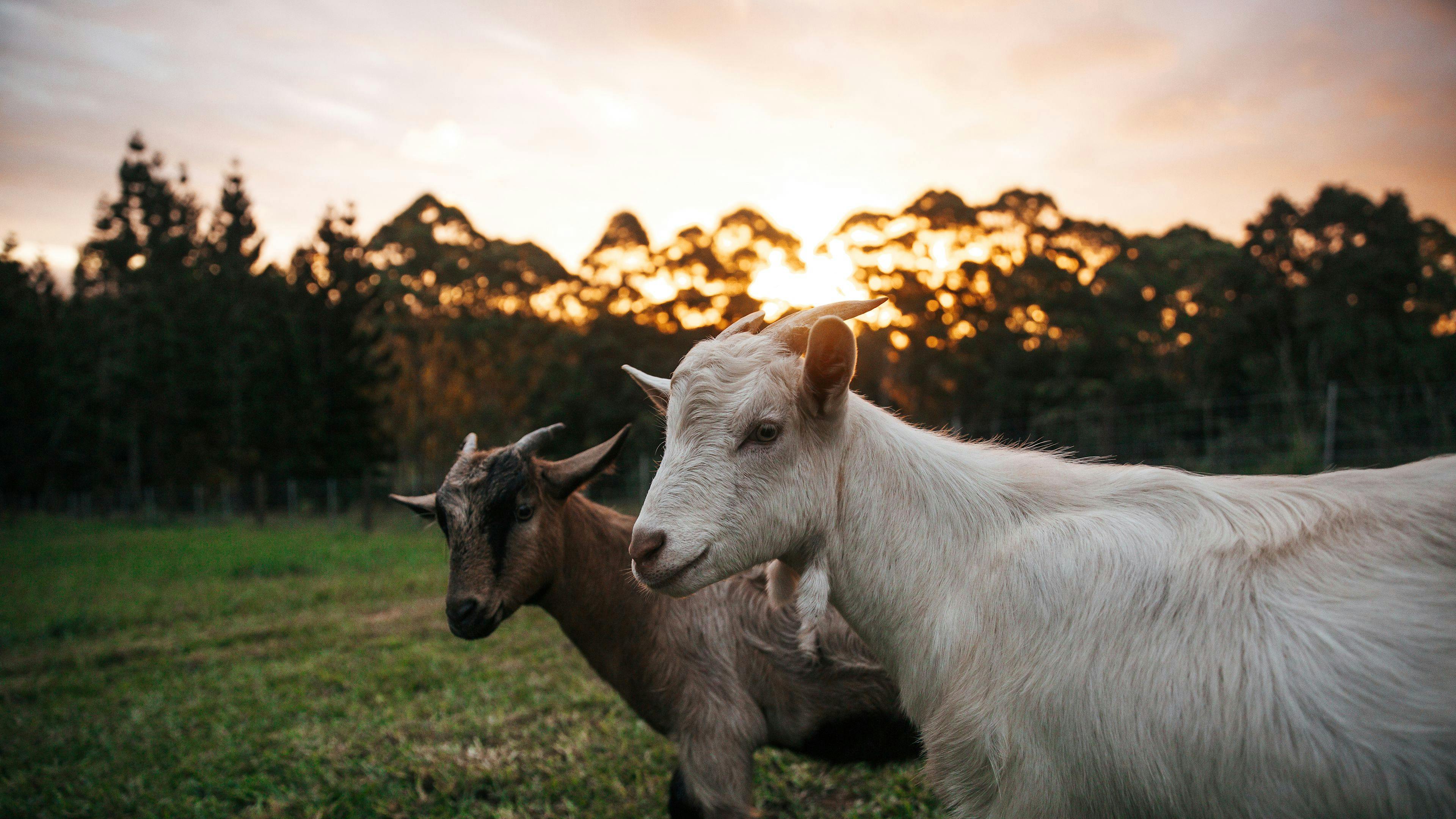 Wakana Ridge Homestead