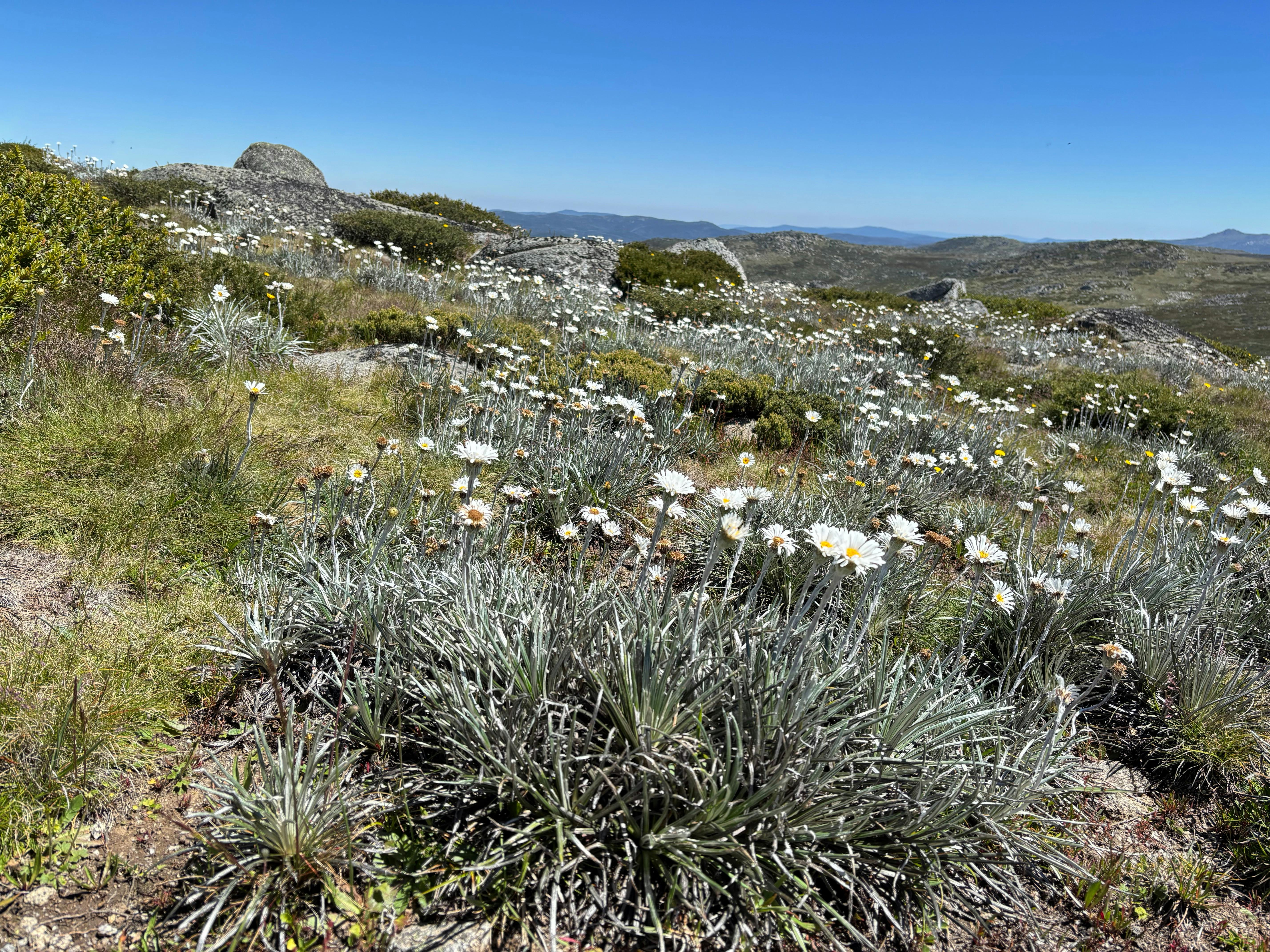 Hundreds of small white flowers called snow daisies on the sides of a green boulder strewn hill.