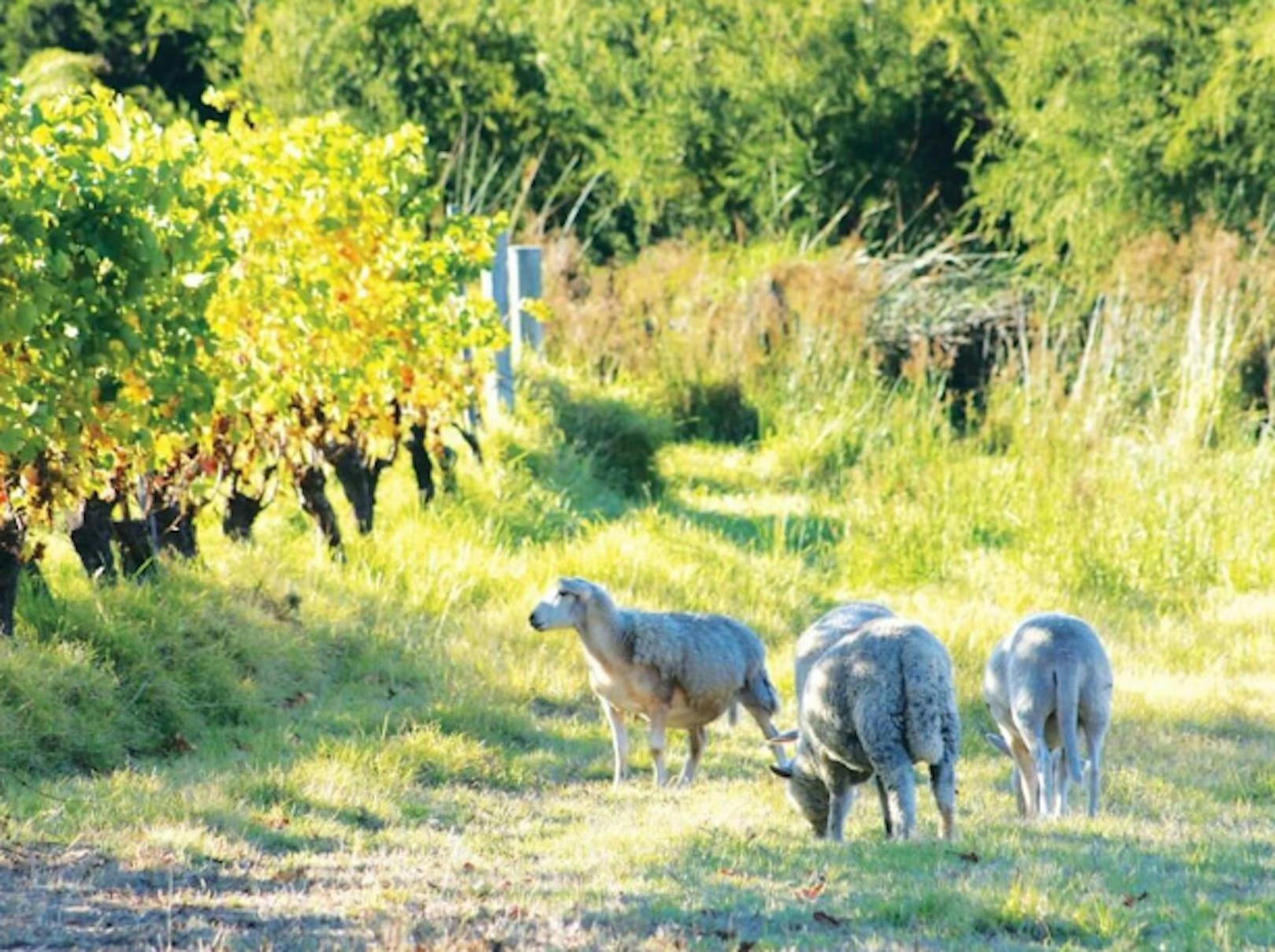 Settlers Ridge Organic Wines
