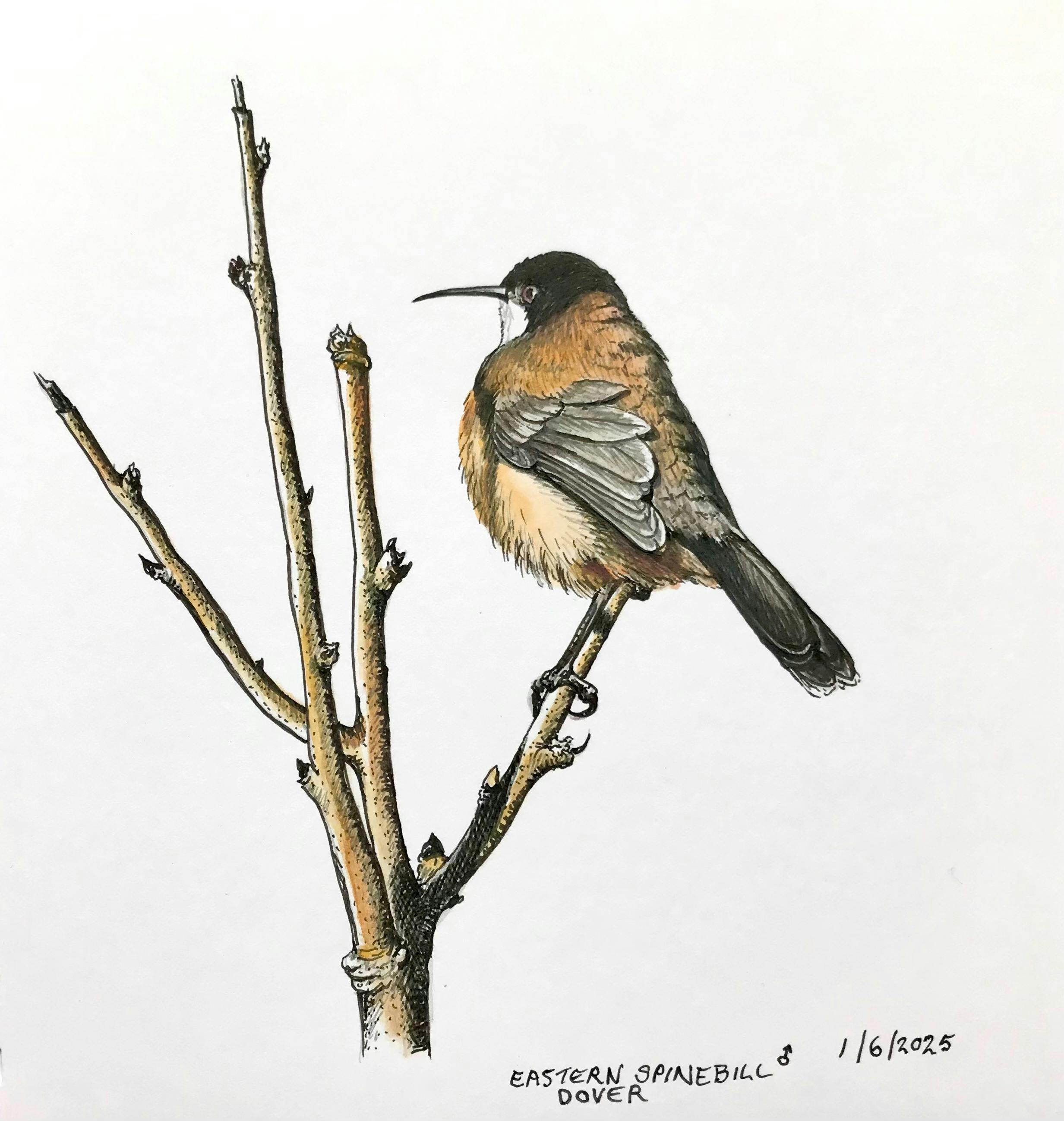 Illustration of bird