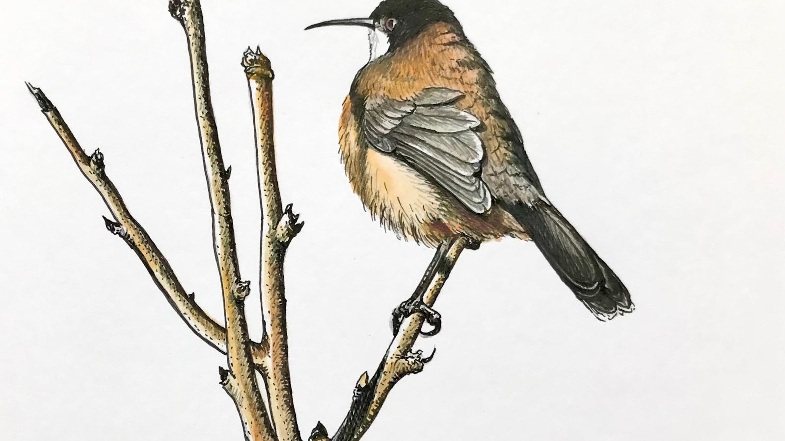 Up close with an Eastern Spinebill, Tasmania