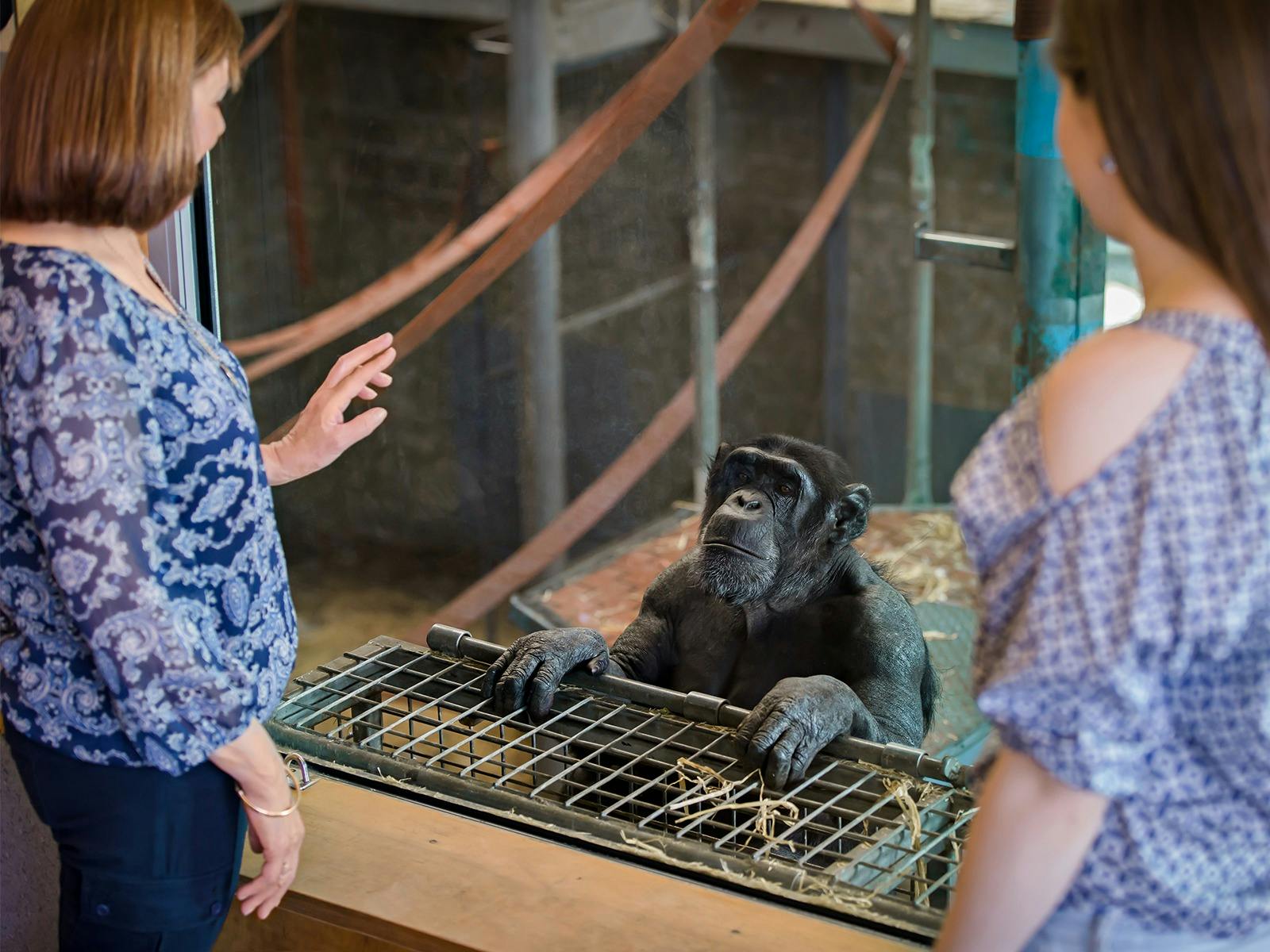 Meet the Chimp