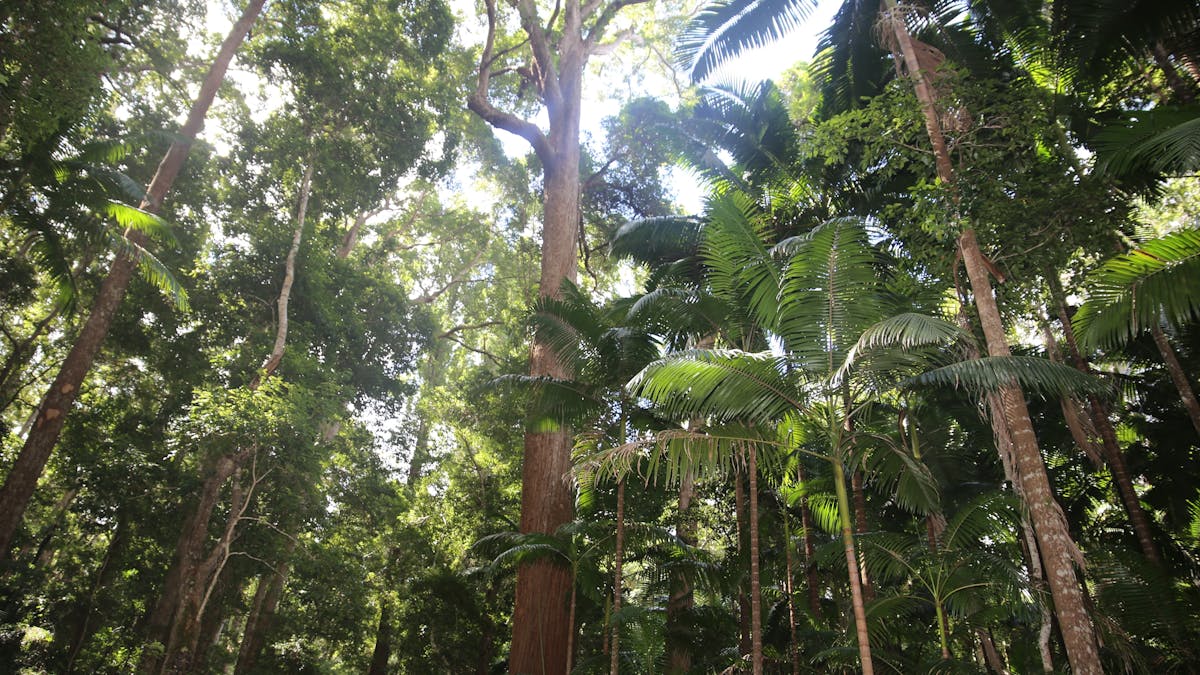 photo looking up into the forest canopy