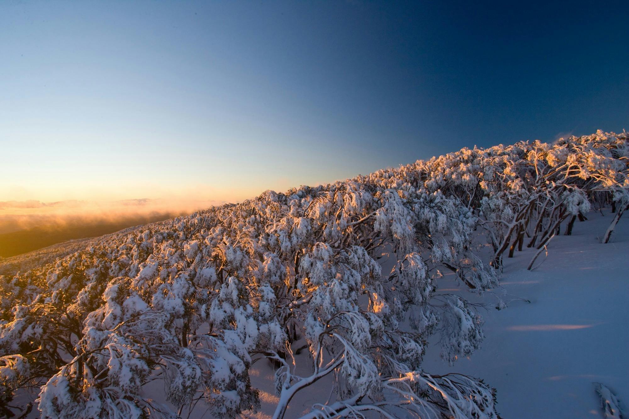 Mt Baw Baw Summit Walk