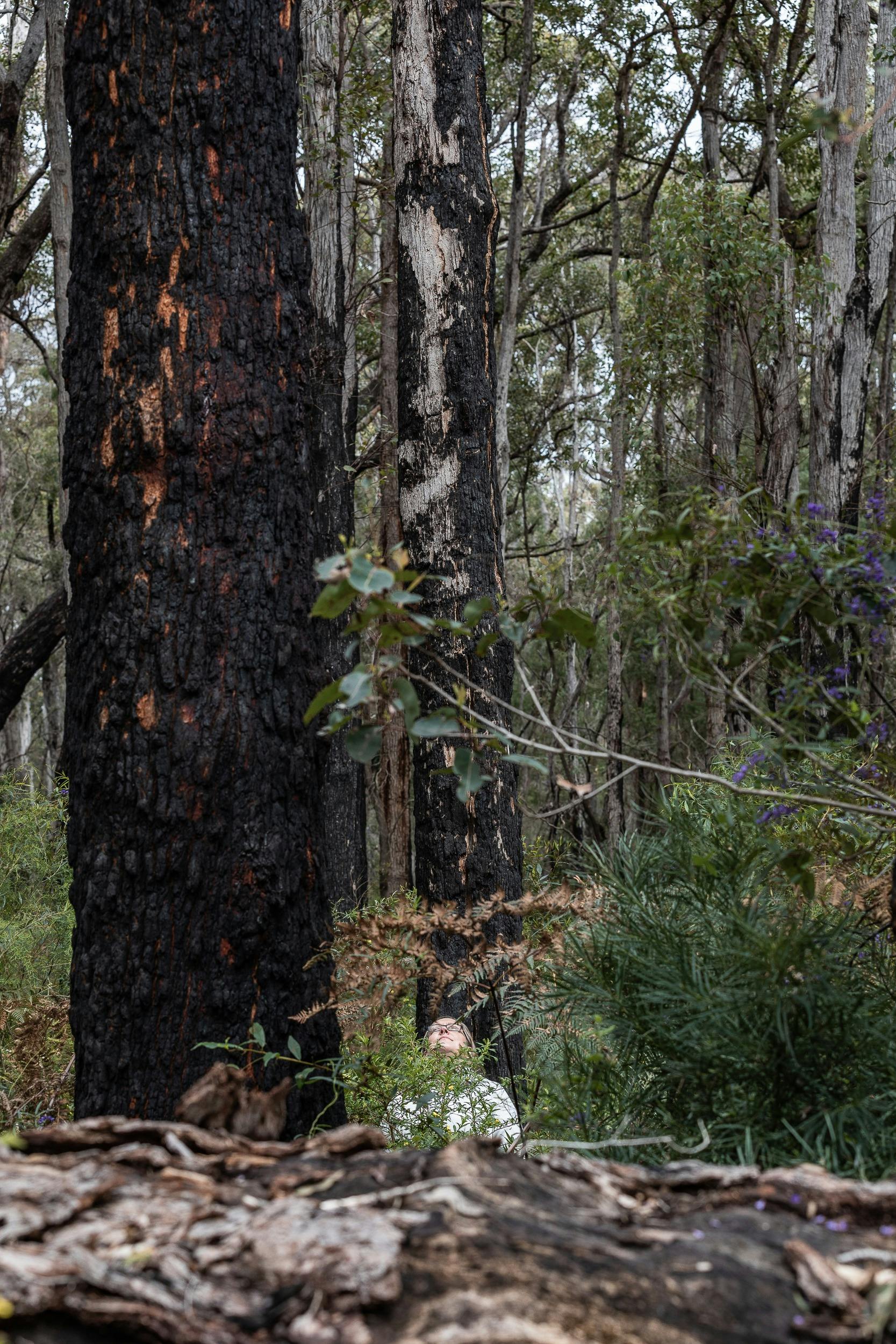 trees