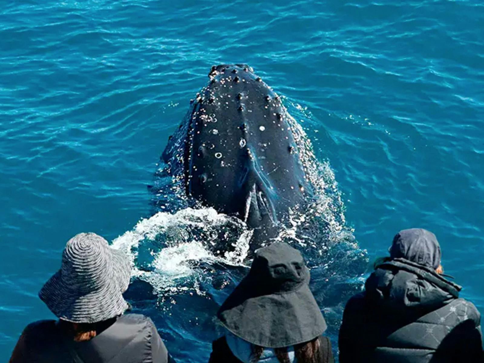 South West Odyssey Whale Watching Experience 8 Day Tour
