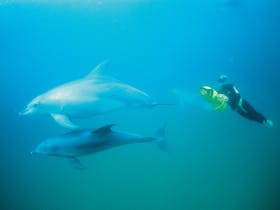 Swim With Dolphins, Rockingham, Western Australia