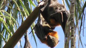 Grey-headed flying-foxes hanging from palm fronds.