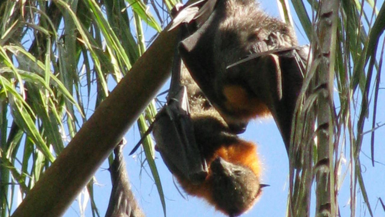 Look for grey-headed flying-foxes in the trees above the creek.