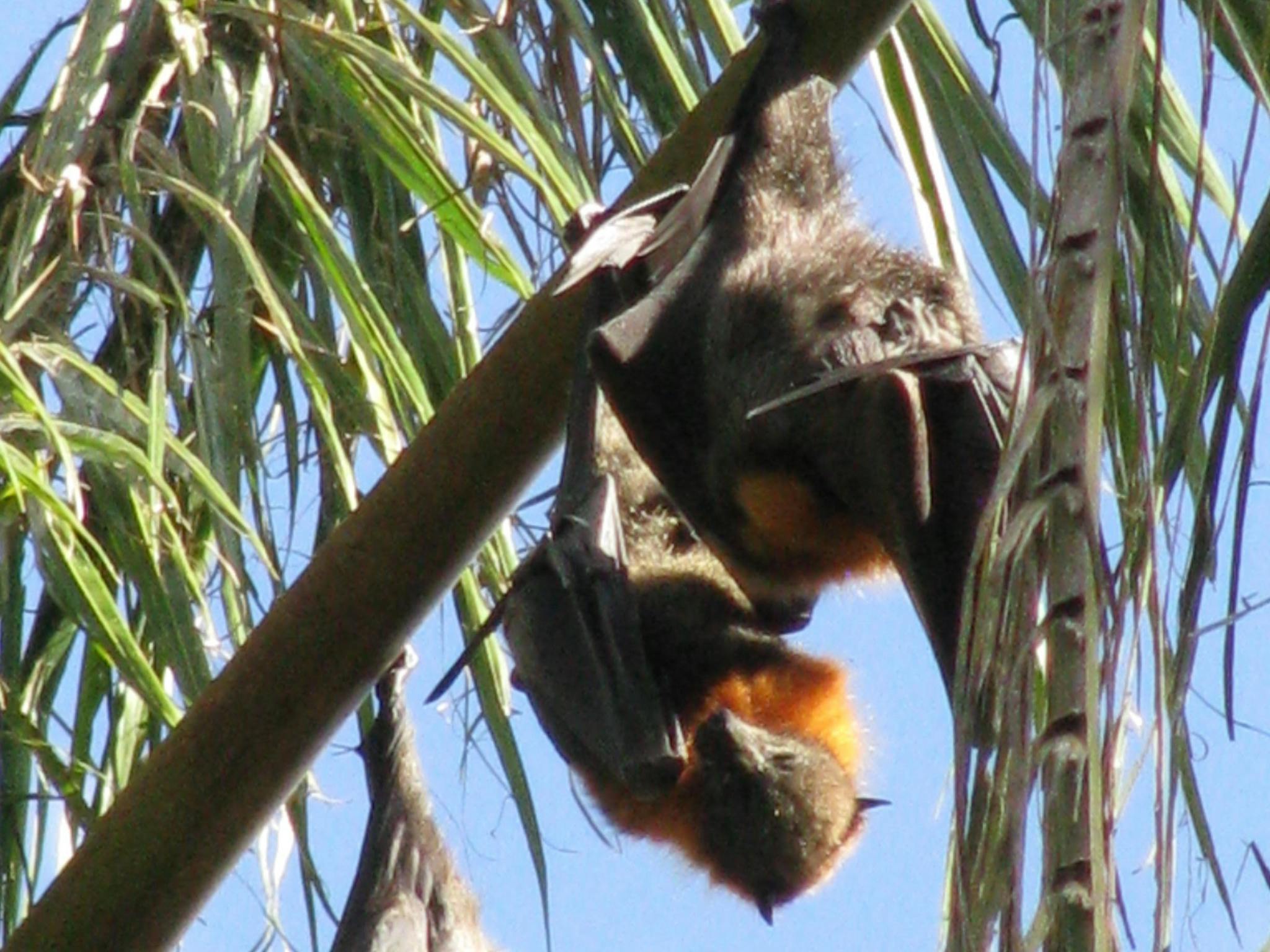 Grey-headed flying-foxes hanging from palm fronds.