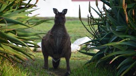 Cape Willoughby Lightstation - Cape Willoughby Conservation Park