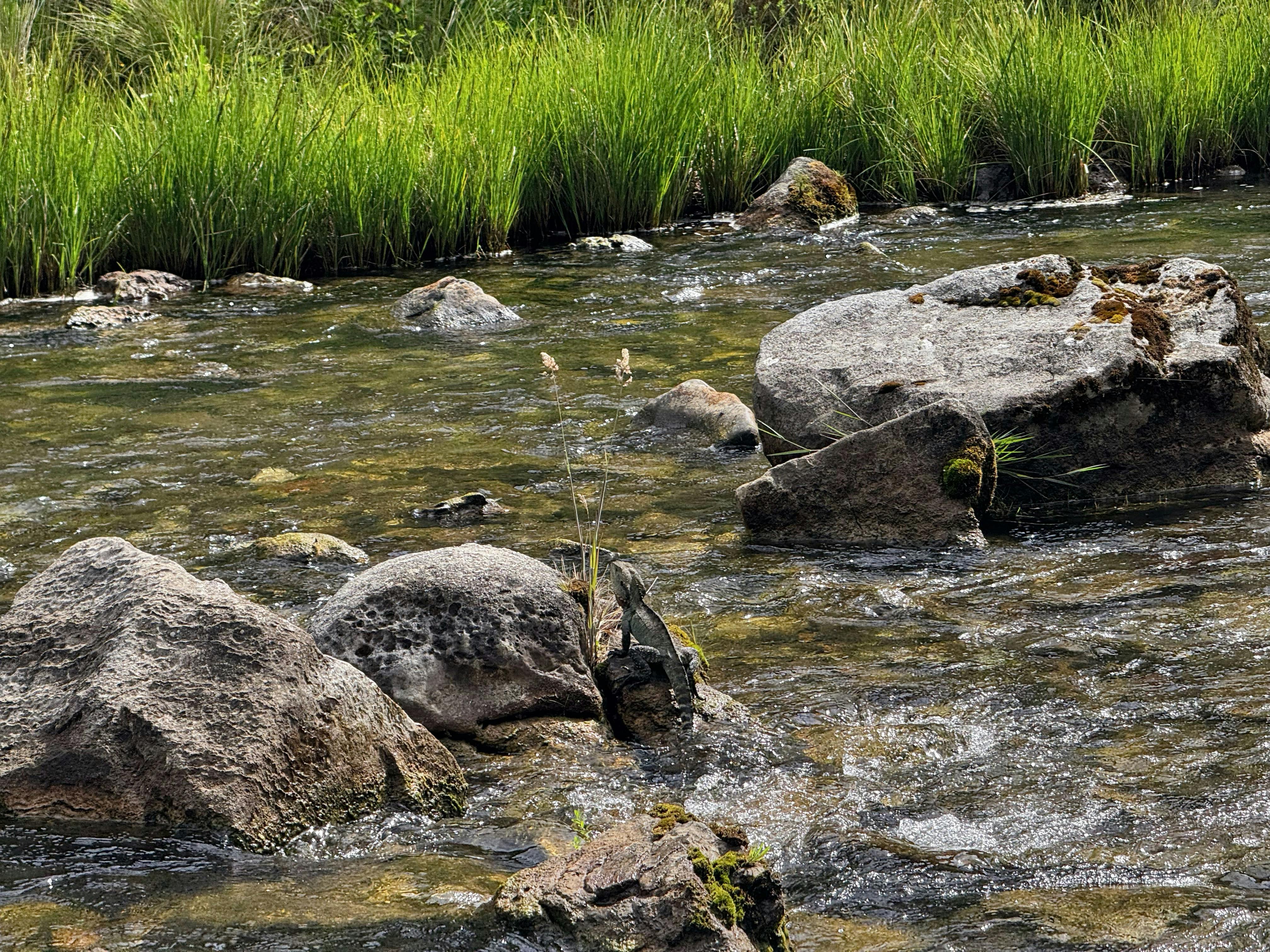 A water dragon standing on a rock in a rive with some green grass behind.