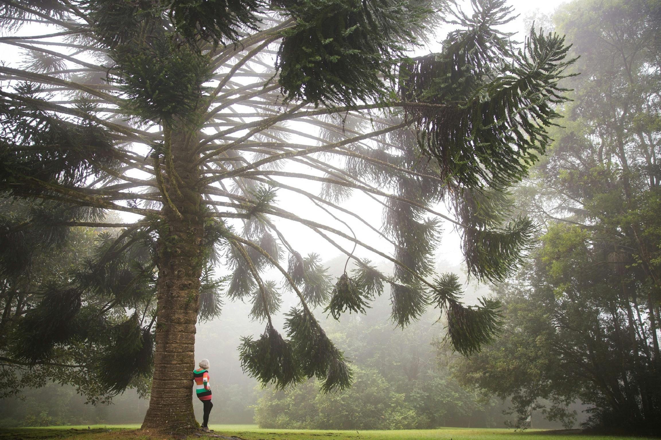 Maiala Day Use Area, Mount Glorious