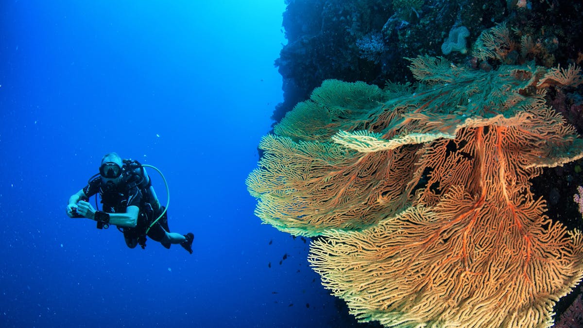 Scuba Diver & Yellow Seafan