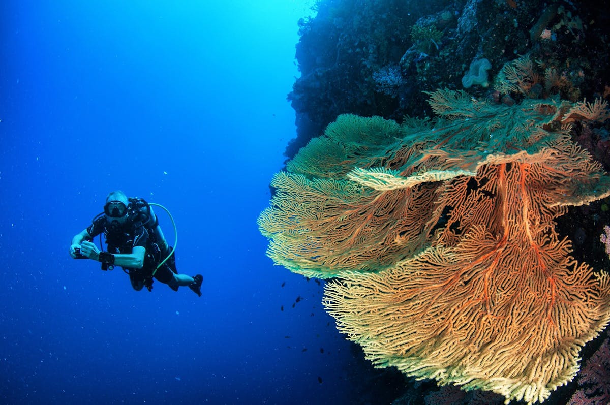 Scuba Diver & Yellow Seafan