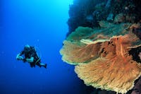 Scuba Diver & Yellow Seafan