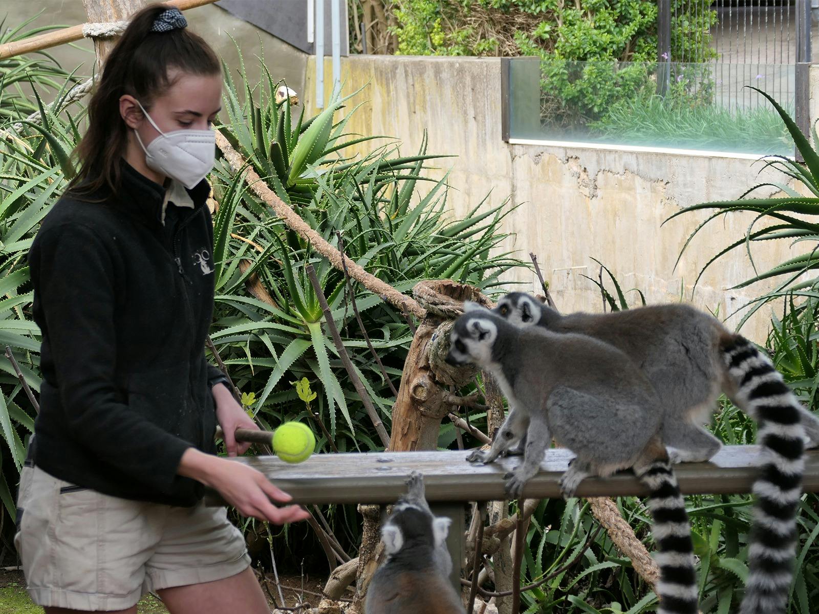 Lemur Encounter