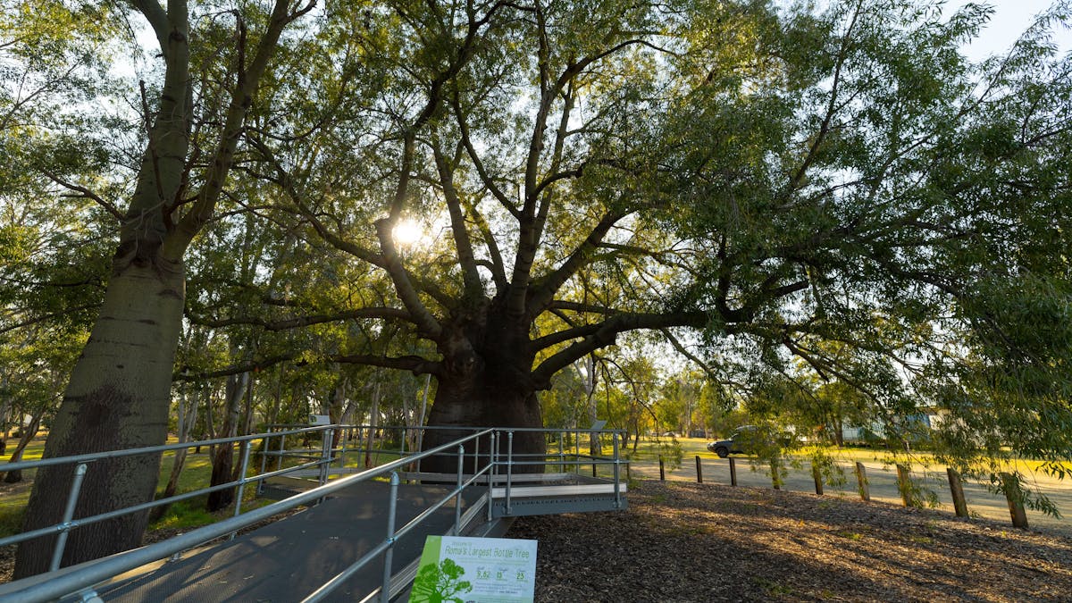 A metal walkway leading up to a large bottle tree
