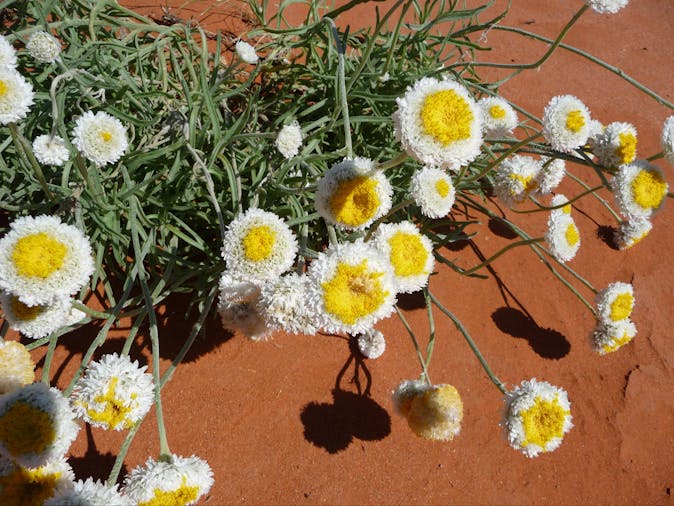 7 Day Adelaide Alice Springs Tour SWTAAS07