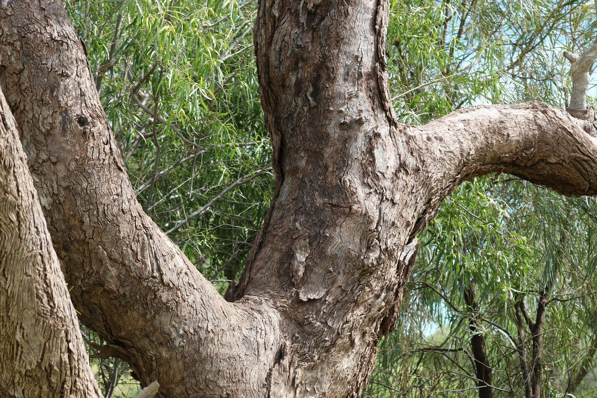 Coolibah Branch