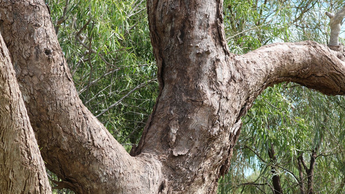 Coolibah Branch Coolibah Branch