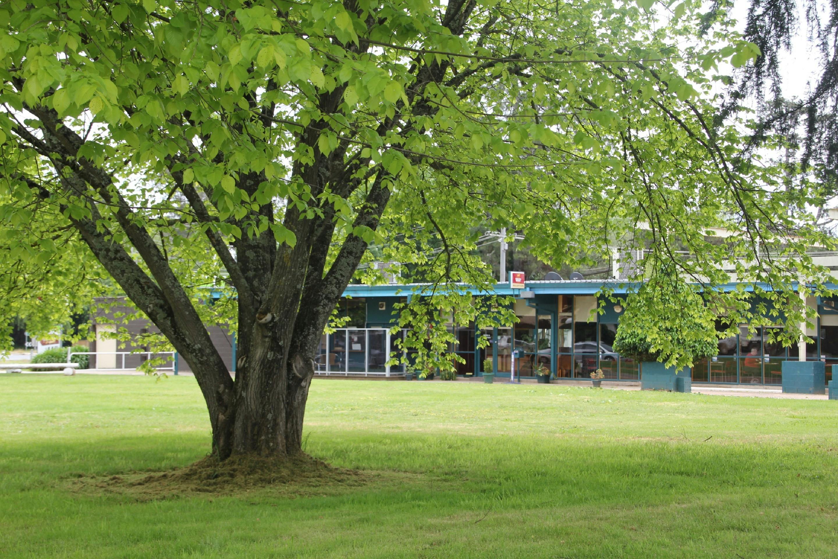 Rubicon Hotel grass area