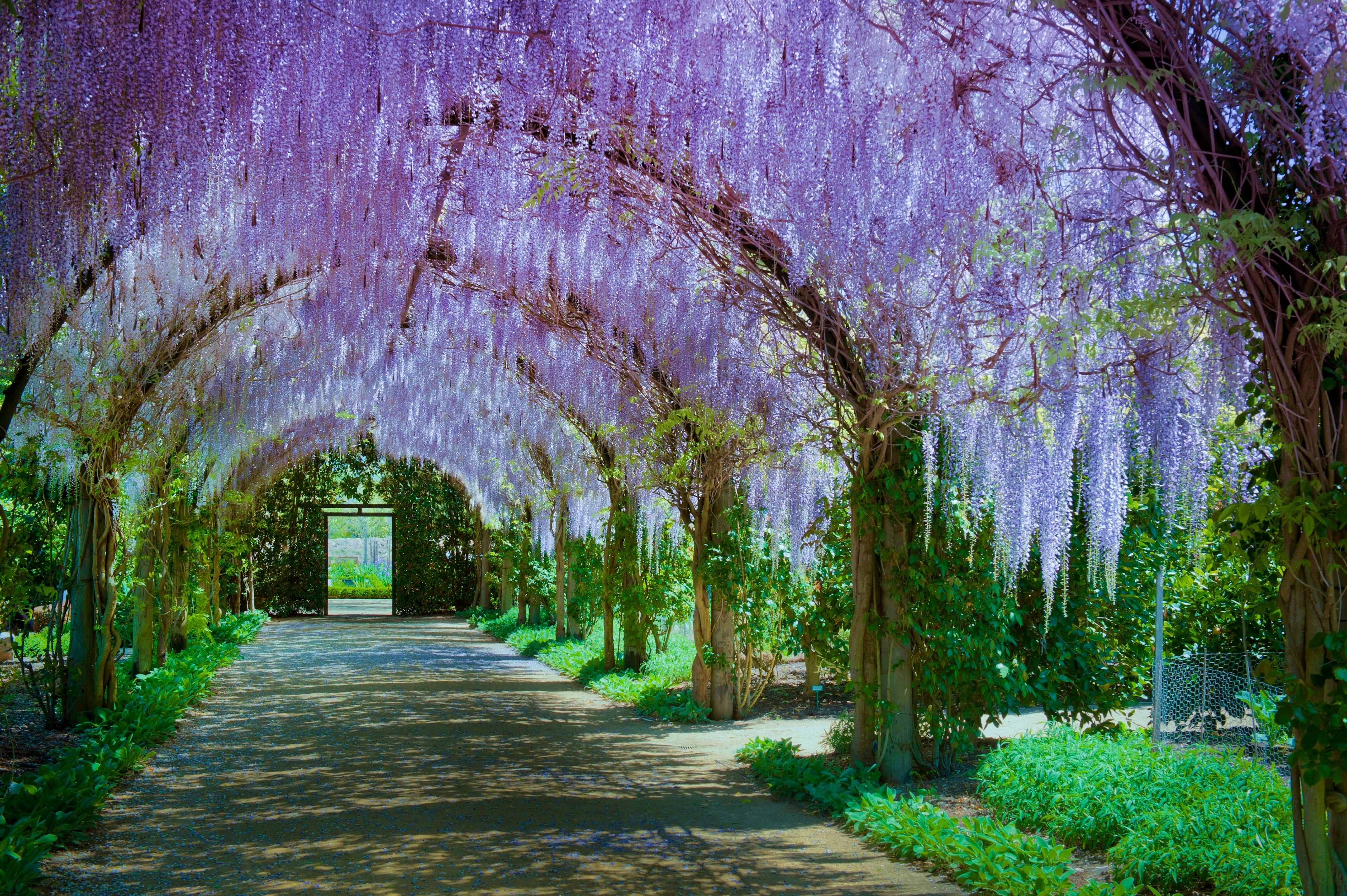 Alowyn Gardens and Nursery