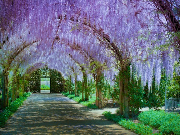 Alowyn Gardens and Nursery