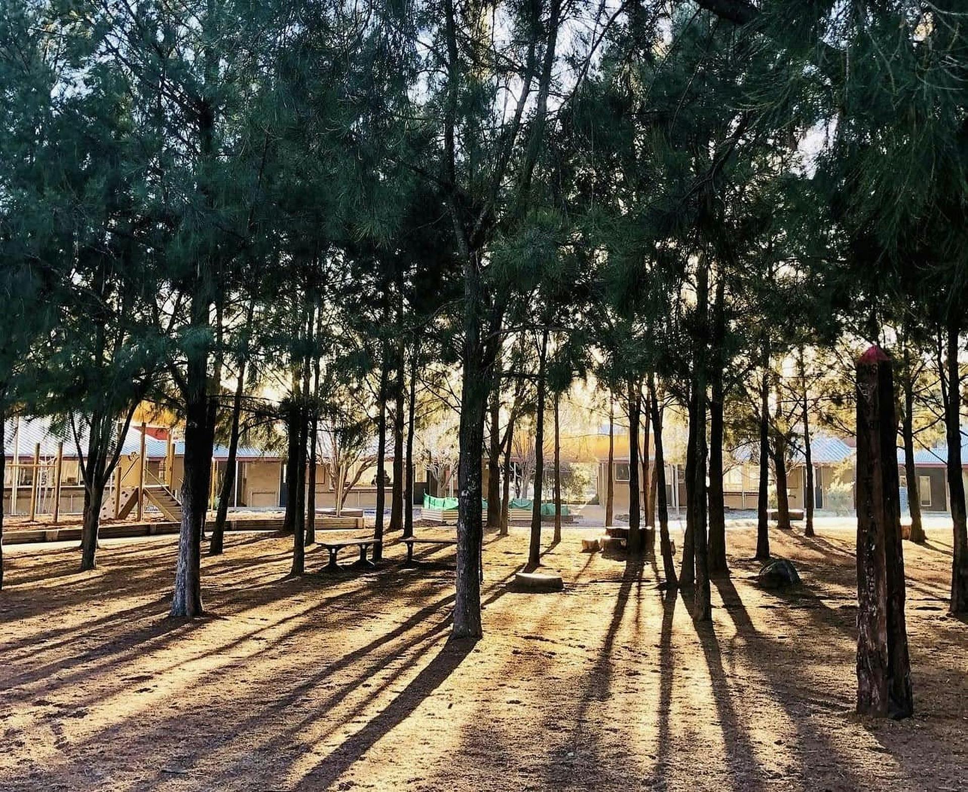 Canberra Montessori School Trees