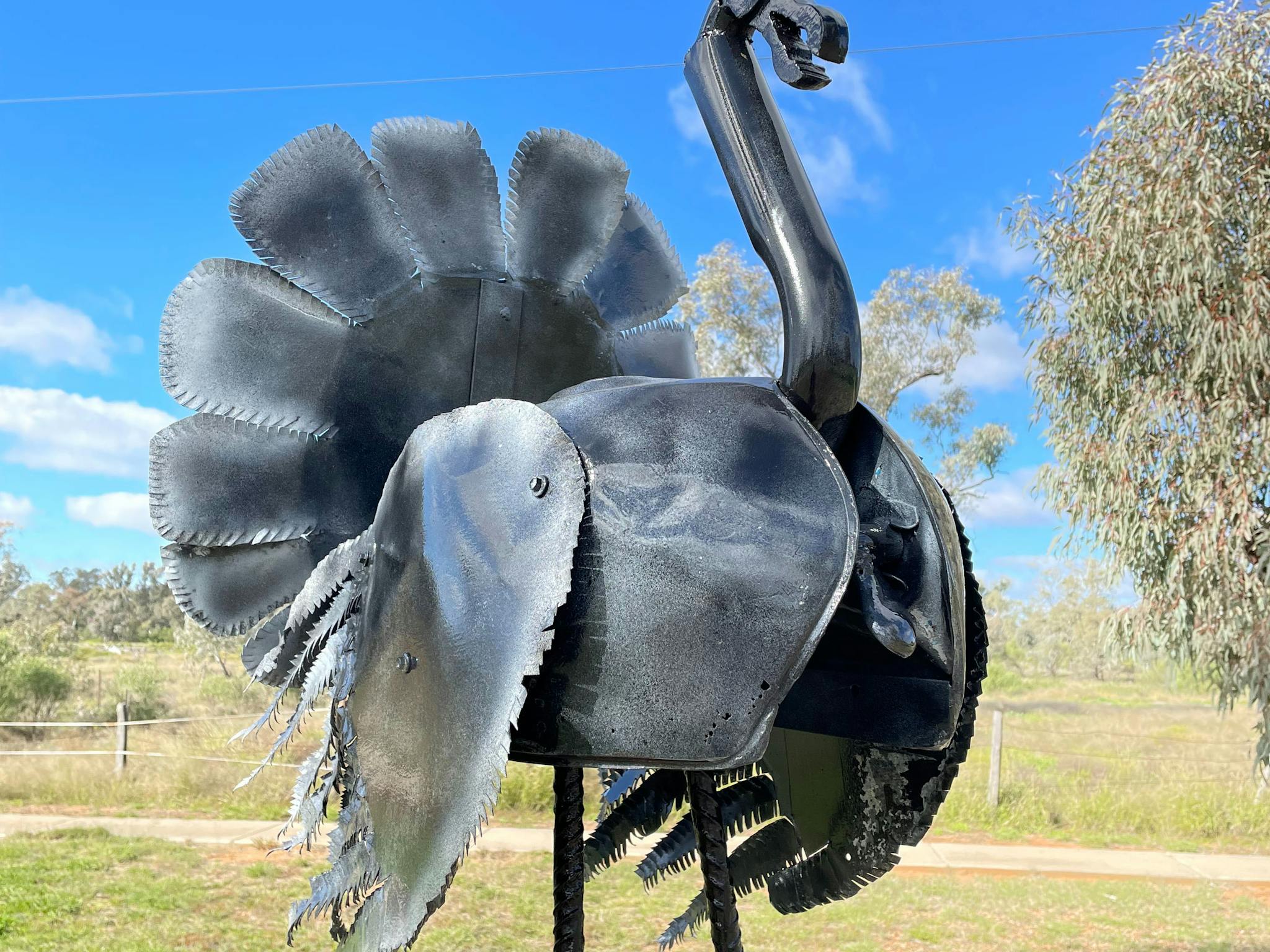 Turkey Turkey
