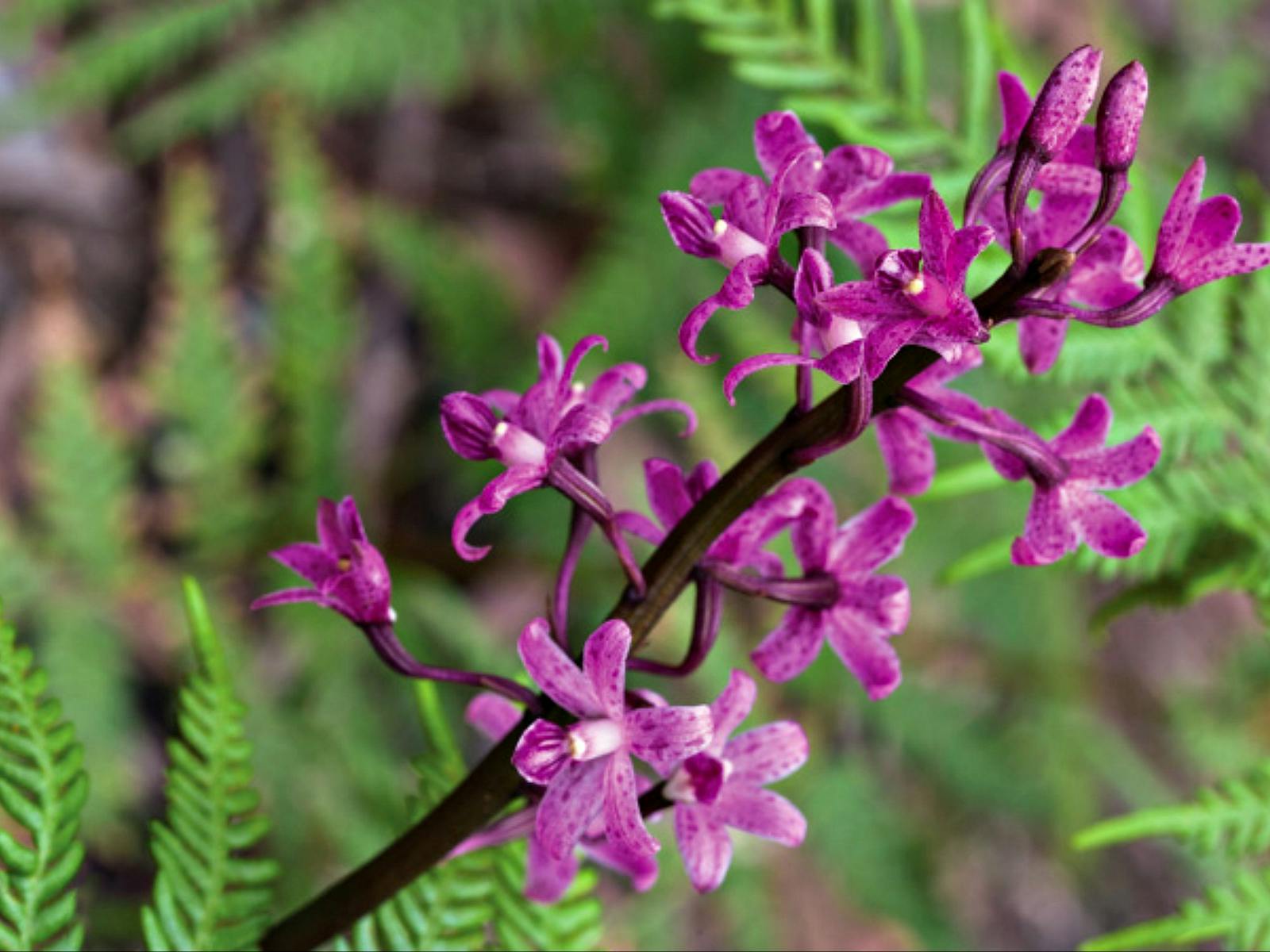 Cassinia Walking Track
