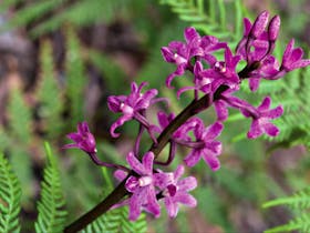Cassinia Walking Track