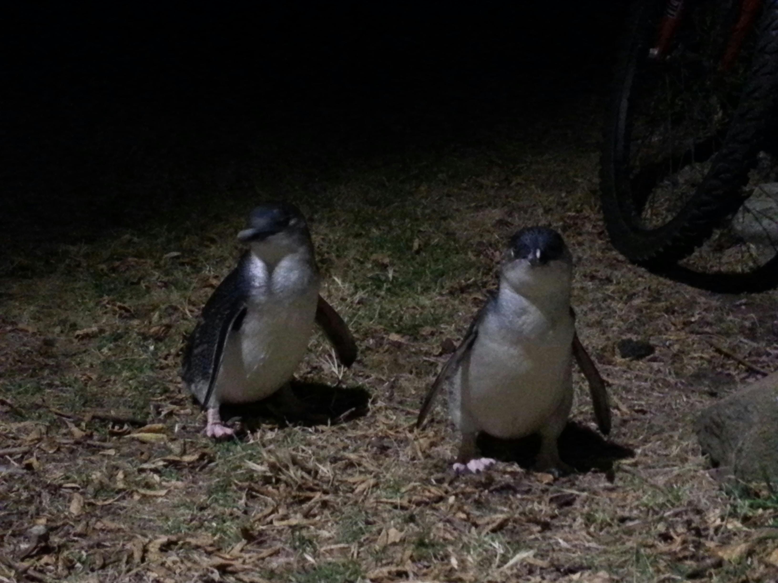Fairy penguins at Low Head Penguin Tour