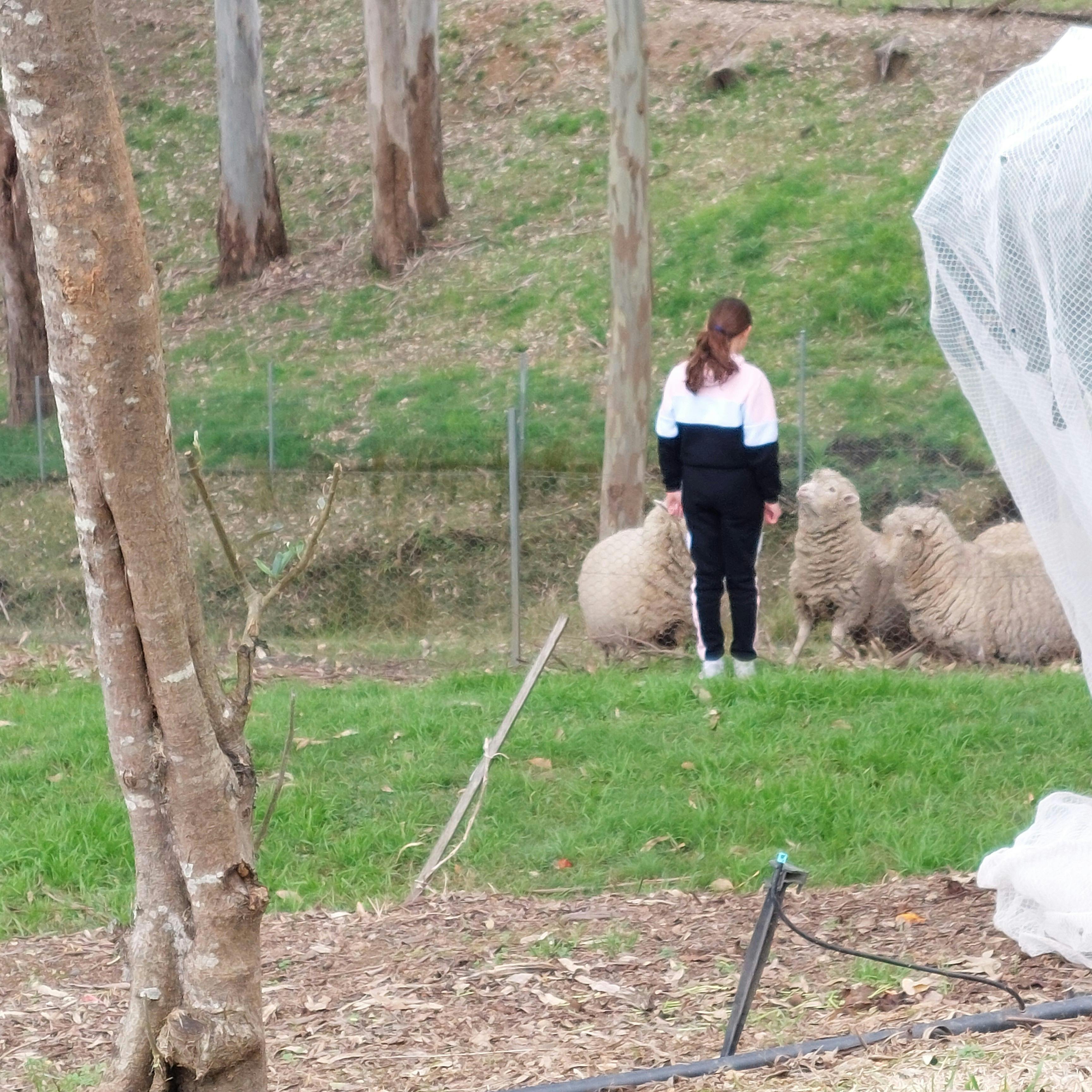 Merino Sheep and Lambs in the paddock