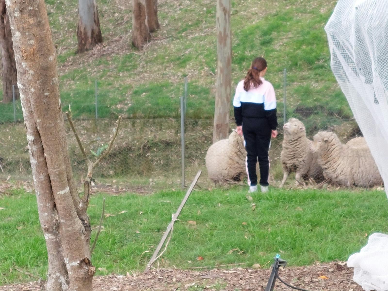Merino Sheep and Lambs in the paddock
