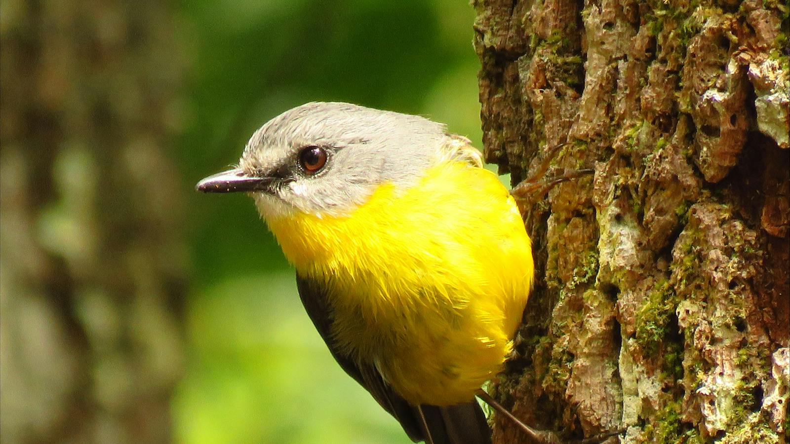 Eastern Yellow Robin