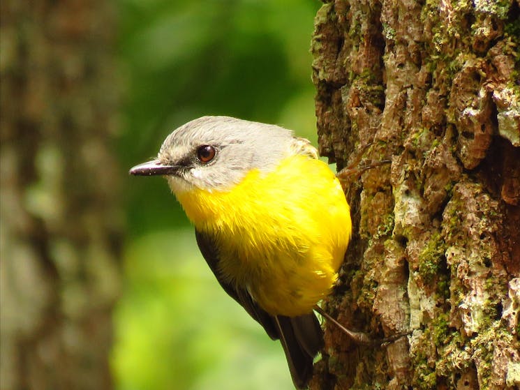 Eastern Yellow Robin