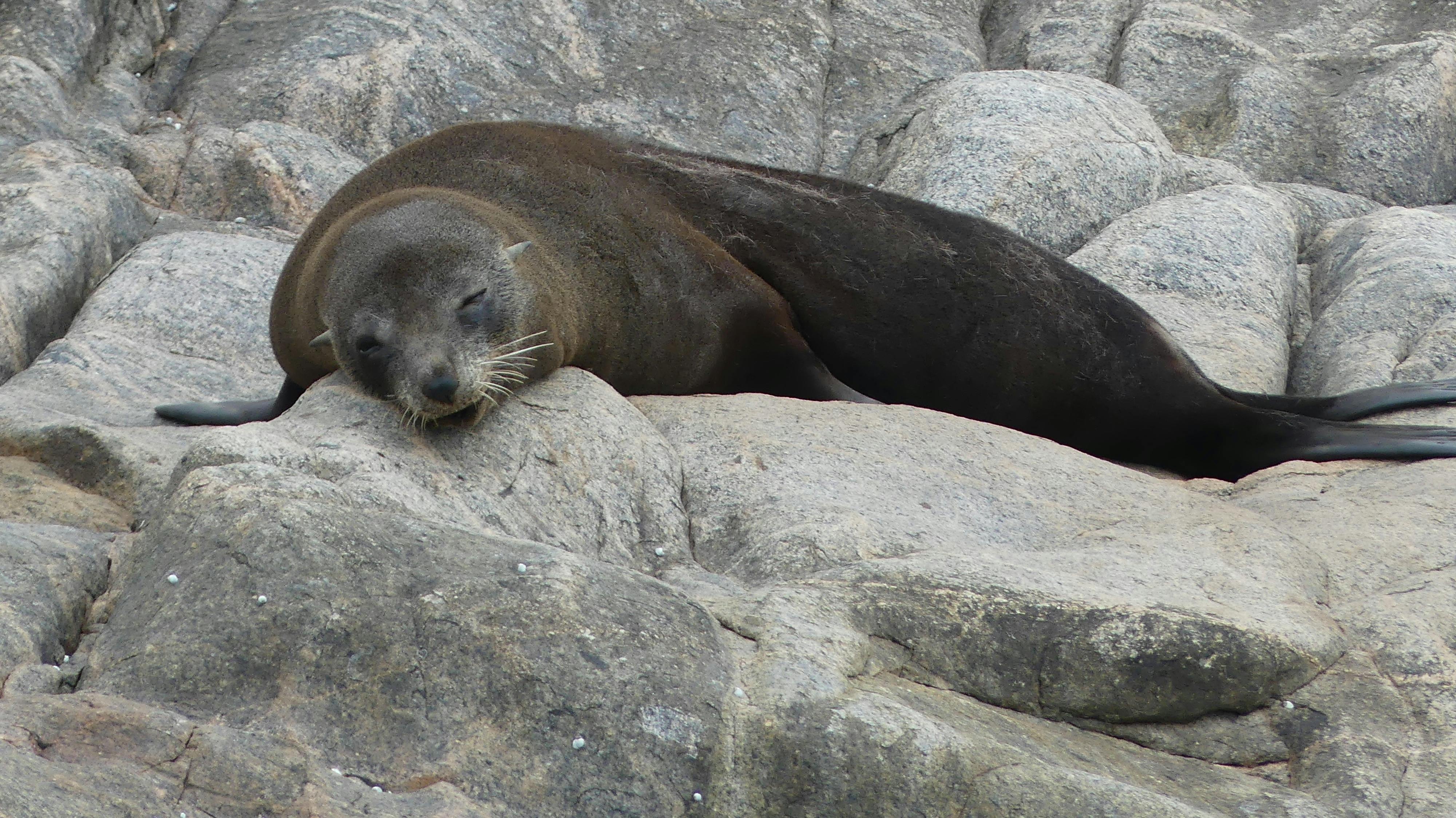 Seals Pondalowie Bay
