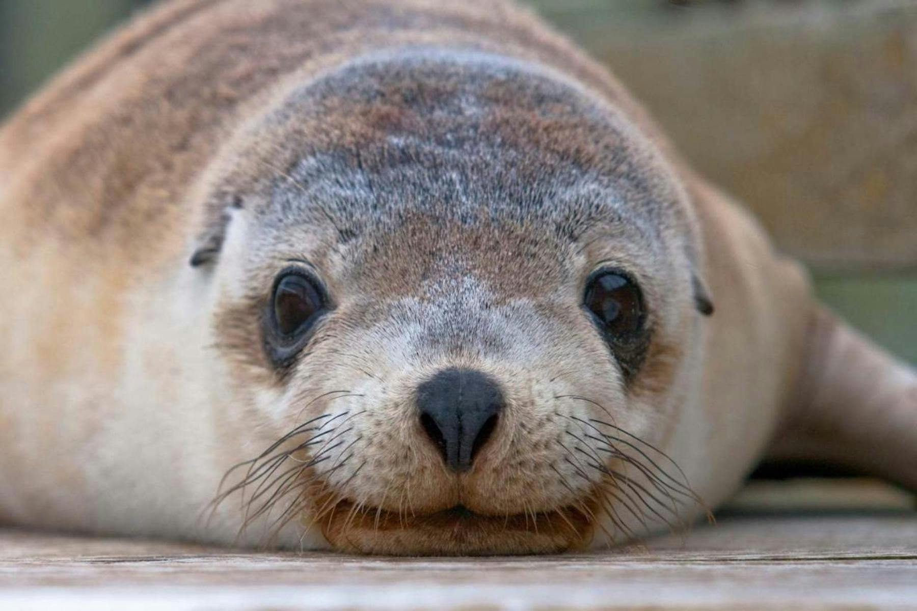 KI fur seals