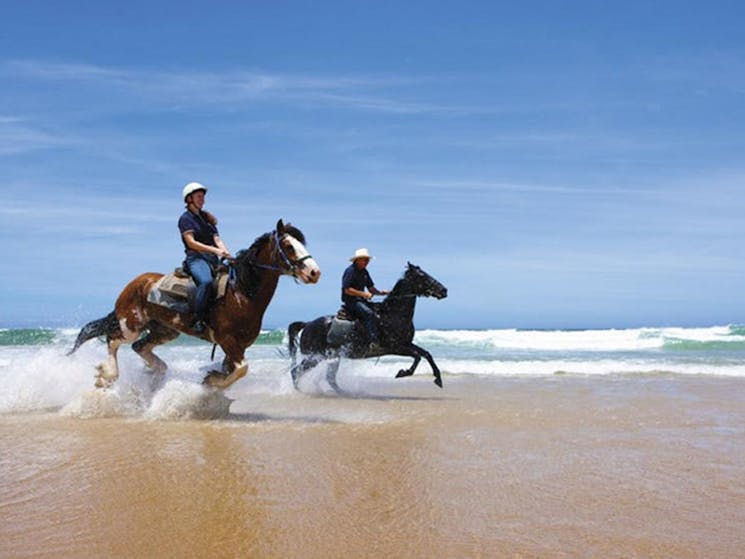 Sahara Trails Horse Riding Port Stephens