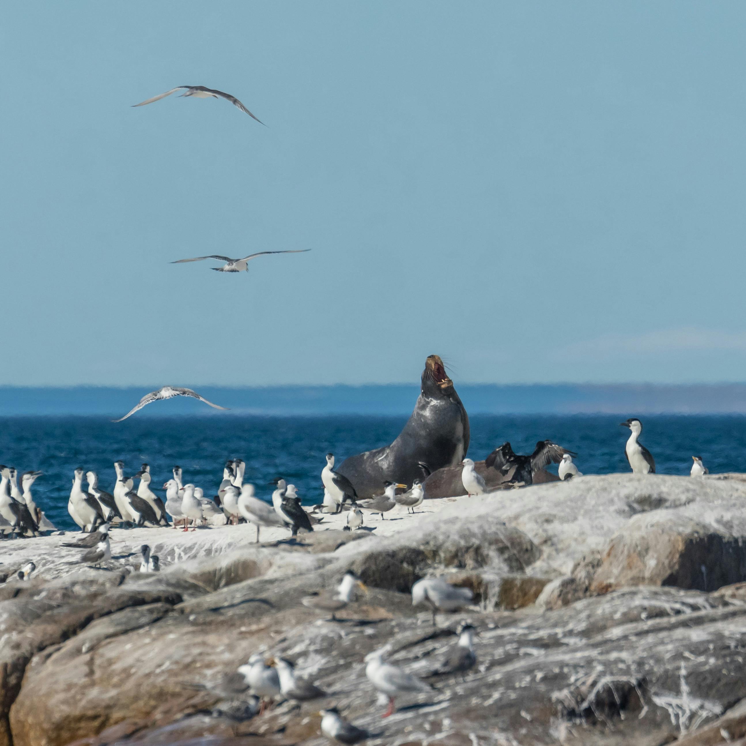 Expeditioin voyage - Wild Islands and Walks of South Australia