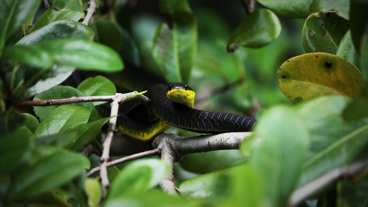 Common Tree Snake