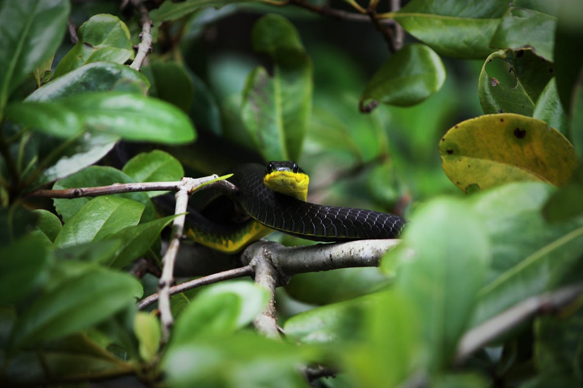 Common Tree Snake
