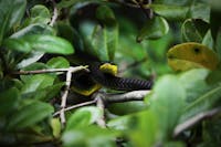Common Tree Snake