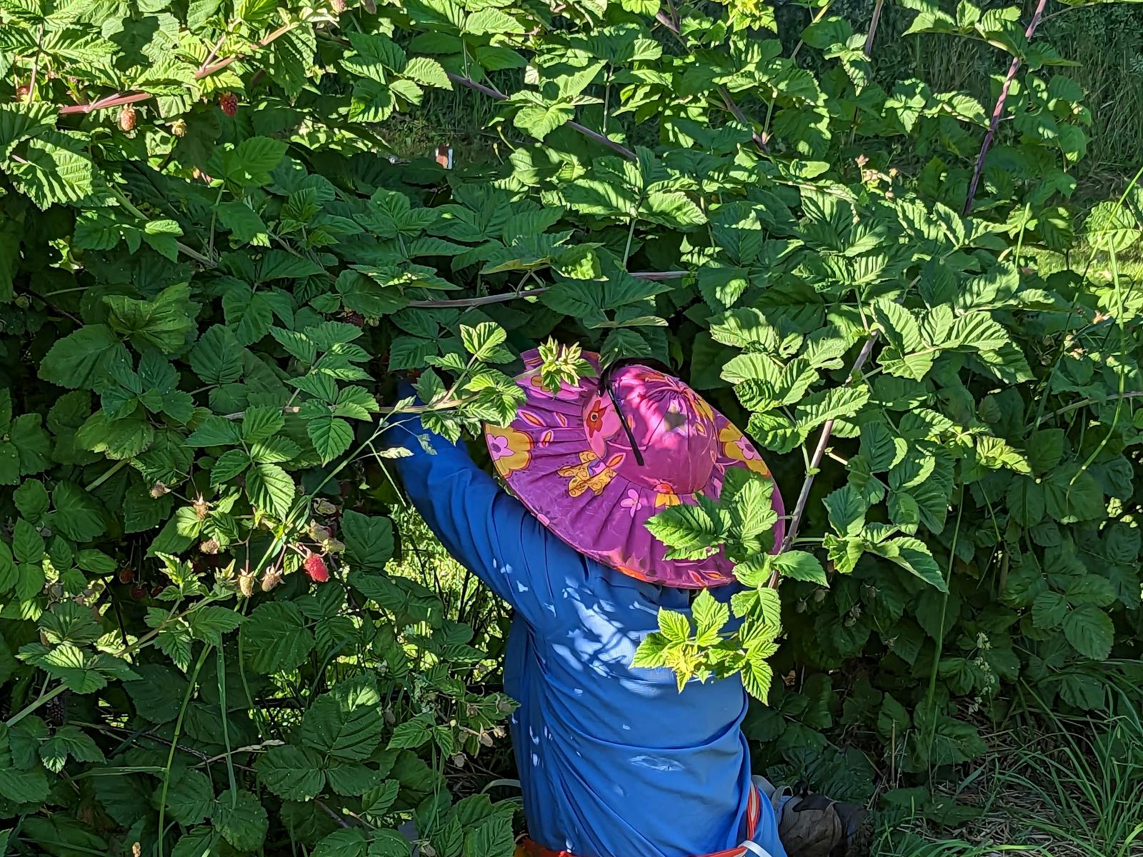Woman in bright pink hat with back to camera picking loganberries