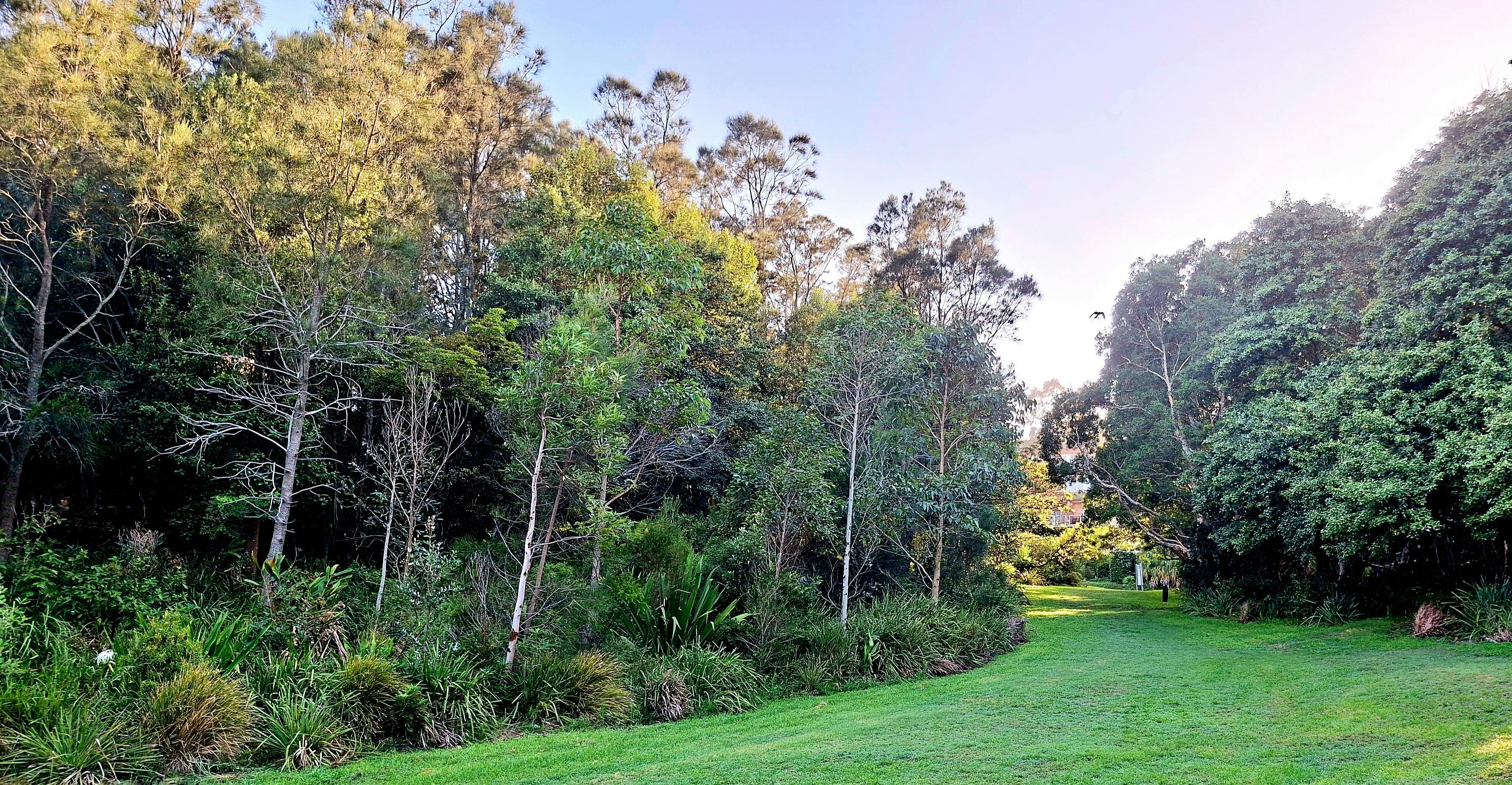 Green Space, Flora, Birds, Nature