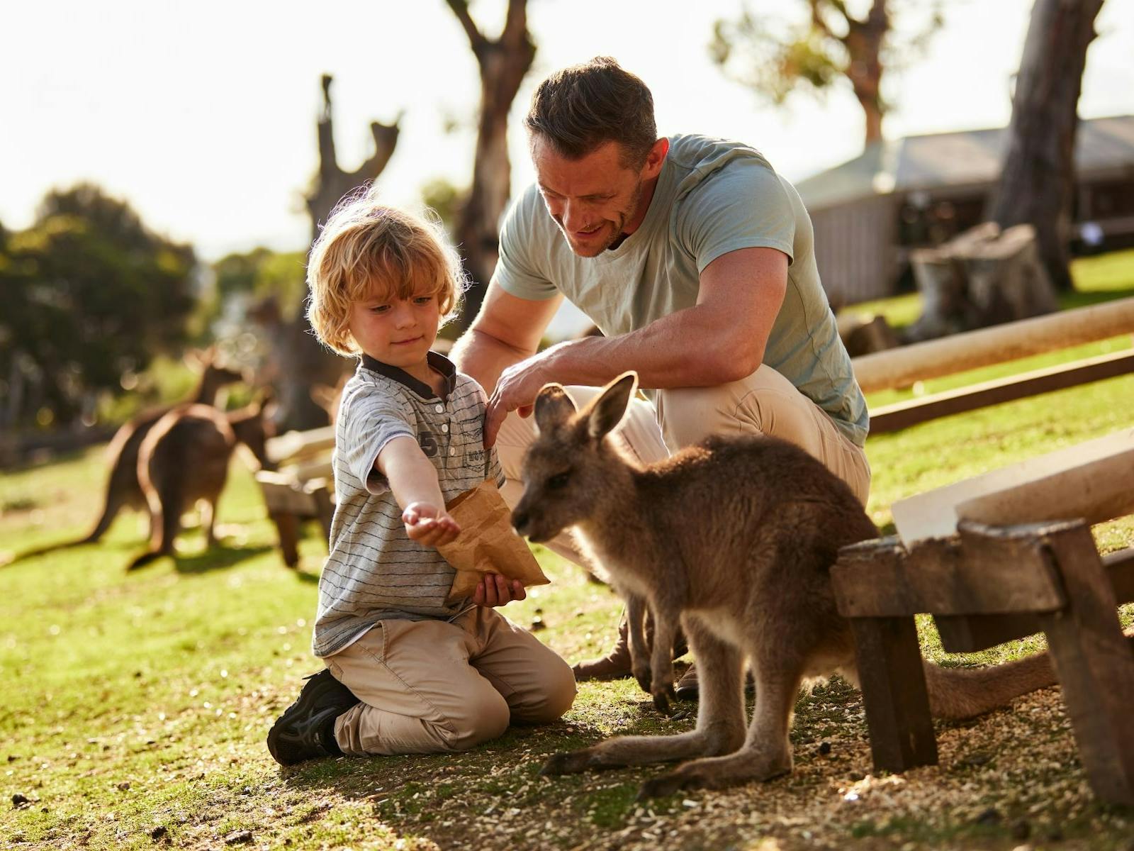Feeding the Kangaroo