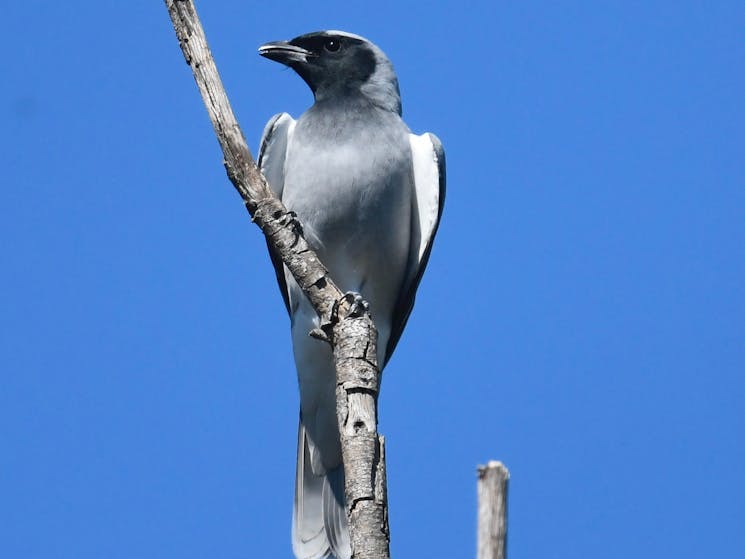 Black-faced Cuckooshrike