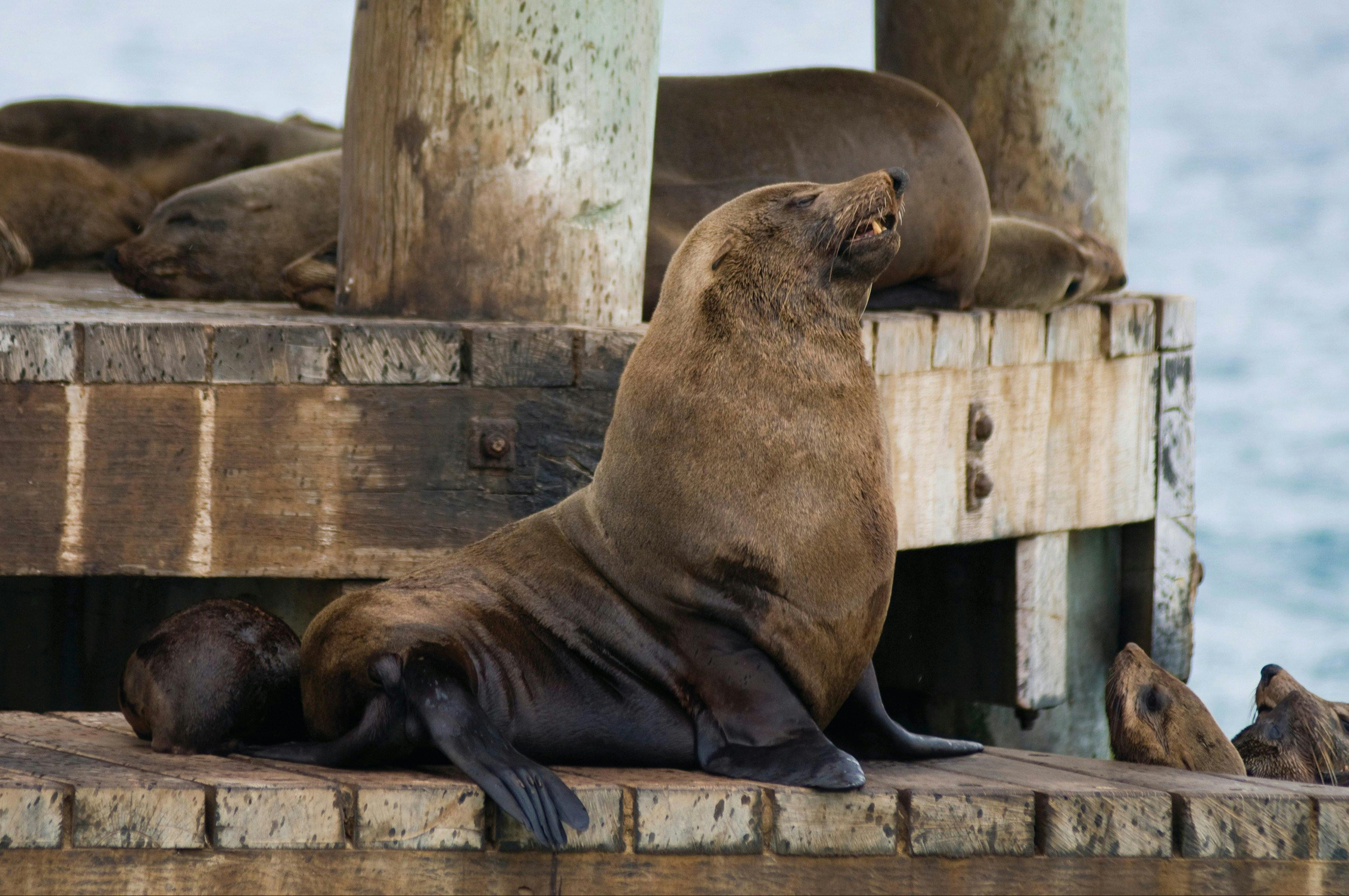 Port Phillip Heads Marine National Park