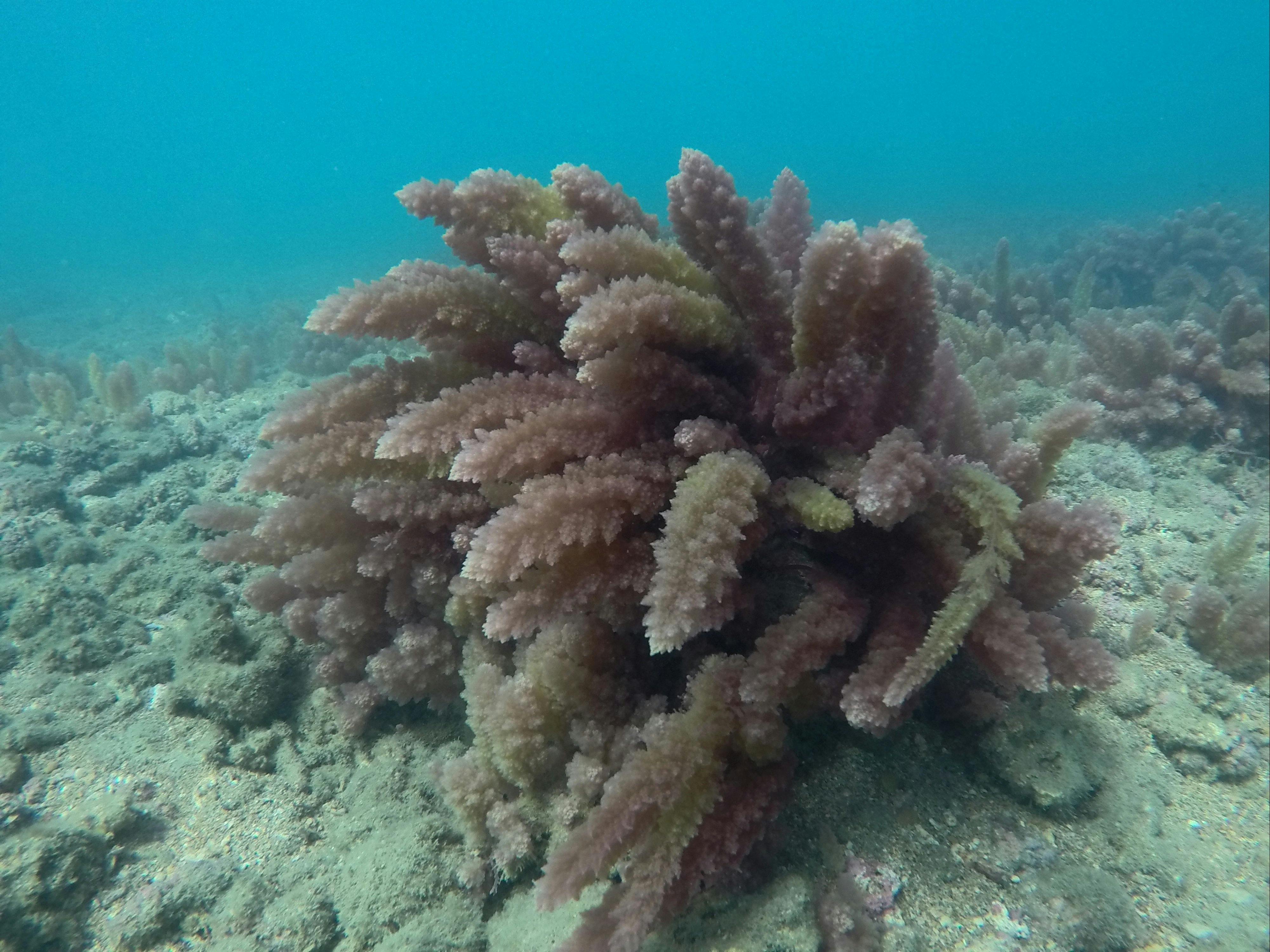 Healthy Coral